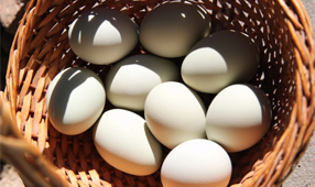 Online Marketing Secret #28 – Don’t put all your eggs in one basket